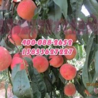 锦宏金秋红蜜桃苗价格