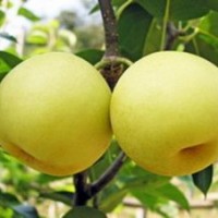 山西绛县永华苗圃梨树苗 梨树批发