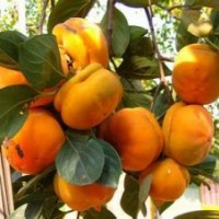 3-15公分一级柿子树出售