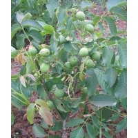 批发3、4、5、6公分核桃树