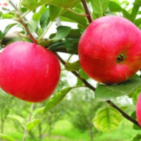 苹果苗，神富一号，美国八号，红富士等苹果苗供应