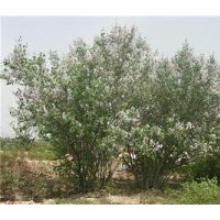 批发紫色丁香花苗、太原紫色丁香花苗、弘源苗木