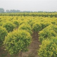 弘源苗木_银川矮杆金叶榆_矮杆金叶榆树苗