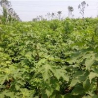 构树种子_构树_鑫森源(多图)