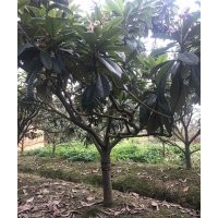 成都精品枇杷果树基地枇杷果树价格枇杷果树直销8-15公分枇杷