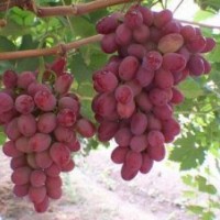 寿光弗雷无核葡萄|弗雷无核葡萄|鲁粒大棚葡萄苗