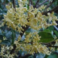 桂花树苗供应,辽宁桂花树,莎莎园艺(查看)