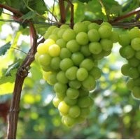 黑芭拉蒂葡萄,鲁粒大棚葡萄苗,黑芭拉蒂葡萄生产商