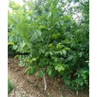 2-5公分核桃树，苹果树，梨树，山毛桃树等