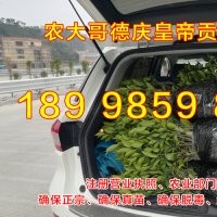 广西德庆贡柑苗