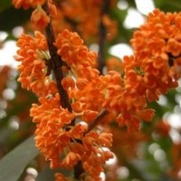 桂花小苗包邮,西青区桂花小苗,莎莎园艺(查看)