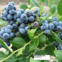 出售四季红树莓苗、茶藨子苗、青海省茶藨子苗、蓝莓苗