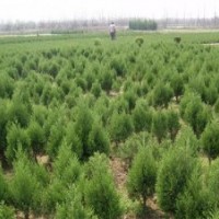 供应侧柏树_侧柏_滢涵苗木中心(查看)