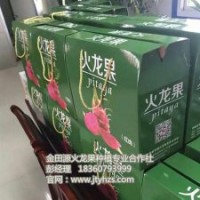 金田源火龙果苗颇享盛誉|火龙果苗|火龙果苗批发价