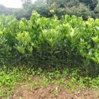 纽荷尔脐橙苗红肉脐橙苗红橘苗红桔苗枳壳苗枸橘苗大量出售中