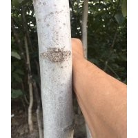 河北省内出售核桃苗