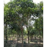 芜湖天艺、山东苗木、绿化苗木