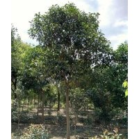 苗木出售_济南苗木_芜湖天艺(多图)