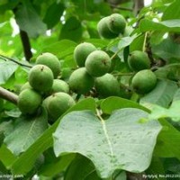 供应内蒙古核桃苗