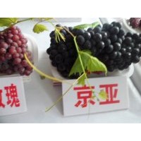 吉林出售寒香蜜葡萄苗，白城京亚葡萄苗供应商