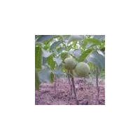 大量批发核桃苗