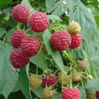黑龙江省树莓种植合作社出售树莓苗黑加仑苗蓝莓苗