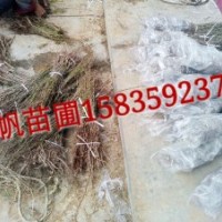 供应农大7号钙果苗、农大7号钙果苗图片、农大7号钙果苗价格