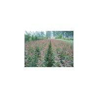 出售枣树苗 柿子苗 软枣苗 海棠苗