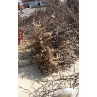 出售冬枣树苗，枣树，占地枣树