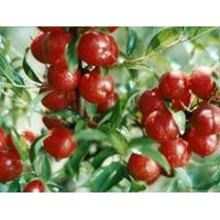 钙果苗、钙果苗价格