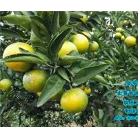 保山由良柑橘种苗,岗峰农场评价,由良柑橘种苗供货商
