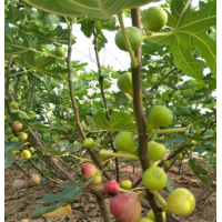 广东无花果苗|肇庆无花果苗|清远无花果苗