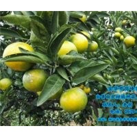 宁德由良柑橘种苗_岗峰农场诚信敬业_由良柑橘种苗出售