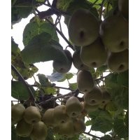 供应红心猕猴桃苗