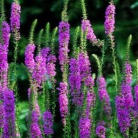 草花批发、草花、山一花卉苗木(查看)