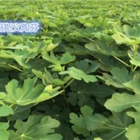 金华无花果苗品种,金华无花果苗,小叶无花果价格合理(查看)