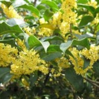 金桂树苗哪儿有_吉林金桂树苗_莎莎园艺(图)