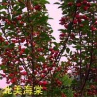 北美海棠,滢涵苗木中心,北美海棠修剪