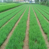 什么叫侧柏树、侧柏、滢涵苗木中心(多图)