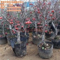 冬红果|滢涵苗木中心|冬红果出售