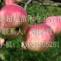 云南有没有苹果苗培育基地