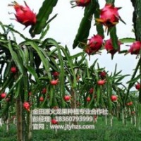 金田源火龙果苗颇享盛誉_火龙果苗_火龙果苗批发价
