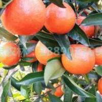 湖南千思世纪红柑橘基地 供适合广东种植发展世纪红世纪红桔苗