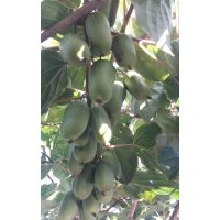 供应软枣猕猴桃苗