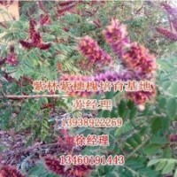 紫林种植苗木价格低|紫穗槐|批发紫穗槐小苗
