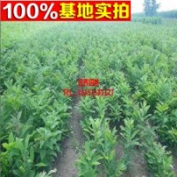 【迁西板栗】 罗田板栗 遵化板栗