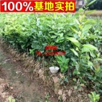 香水柠檬盆栽果树苗（柠檬苗）