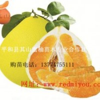 红肉蜜柚苗批发