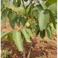 山西纸皮核桃苗批发 优质核桃苗出售 核桃苗价格