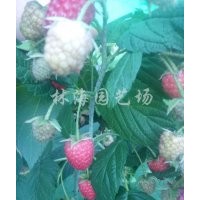 双季树莓苗 秋萍